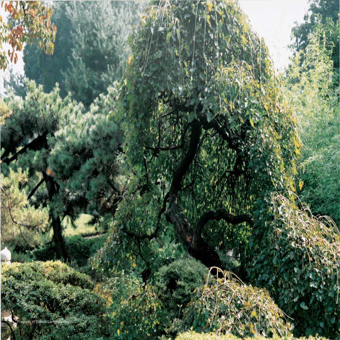 Mulberry Weeping in the landscape