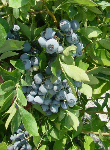 Blueberry Ochlockonee Fruit