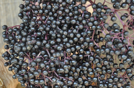 Elderberry Ripe Fruit 2016