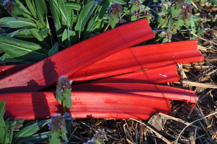 Herb Crimson Red Rhubarb