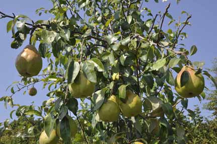 Pear Shenandoah  Tree with Fruits