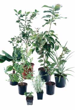 Buy plants from our garden center 