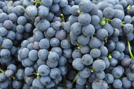 Grape Concord 2014
