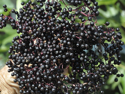 Elderberry 2016
