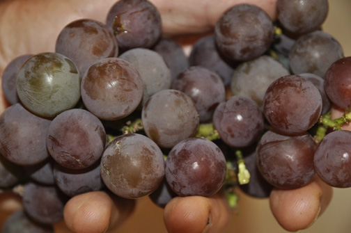 Grape Moored