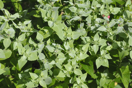 herb-mountain mint