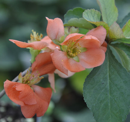 Quince Toyo Nishiki